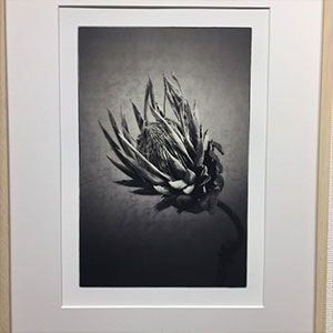 キングプロティア