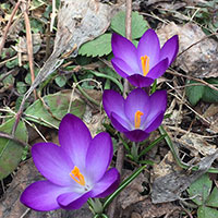 庭の花　クロッカス