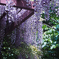 ふじ棚・百合が原公園