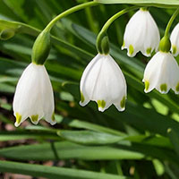 スノーフレーク