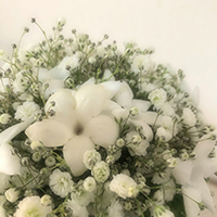 ジャスミンのボケー