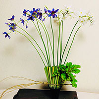 リューココリネ