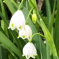 スノーフレーク