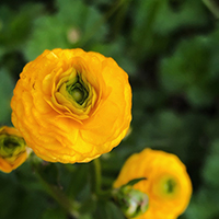 ラナンキュラス