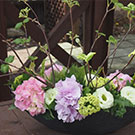 ハイドランジア