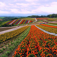 美瑛　四季彩の丘