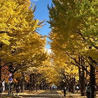 イチョウ並木2020