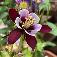 庭の花　オダマキ