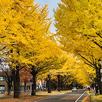 北大銀杏並木2021