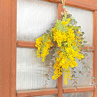 ミモザのスワッグ