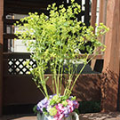 アルケミラモリス