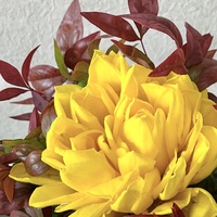 チューリップメリア