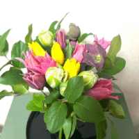 チューリップのロココボケー