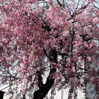 しだれ桜