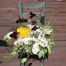 チョコレートコスモス