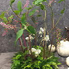 アメリカヤマゴボウ