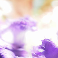 トルコキキョウ