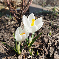 庭の花・クロッカス