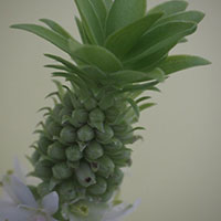 パイナップルリース
