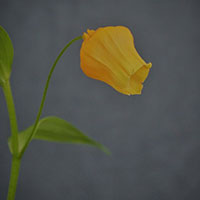 サンダーソニア